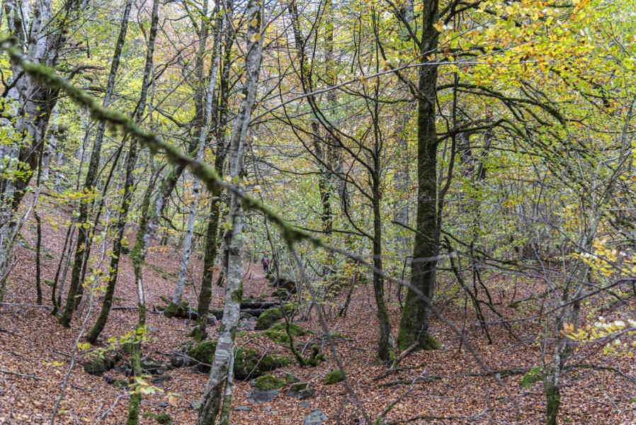 Comunidad Foral de Navarra 094 - Selva de Irati.jpg